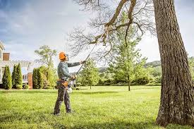 Trusted Las Lomas, CA Tree Care Experts