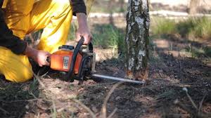 Best Lawn Mowing  in Las Lomas, CA