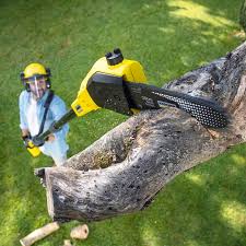  Las Lomas, CA Tree Care Pros