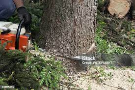 Best Tree Risk Assessment  in Las Lomas, CA