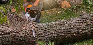 Best Utility Line Clearance  in Las Lomas, CA