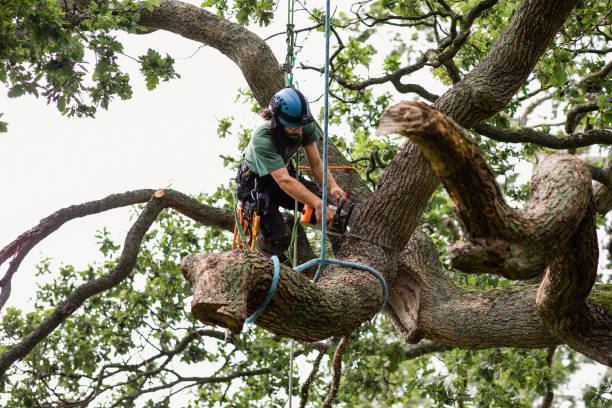 Best Tree Mulching  in Las Lomas, CA