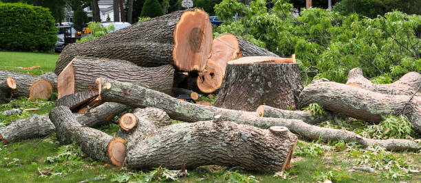 Best Root Management and Removal  in Las Lomas, CA