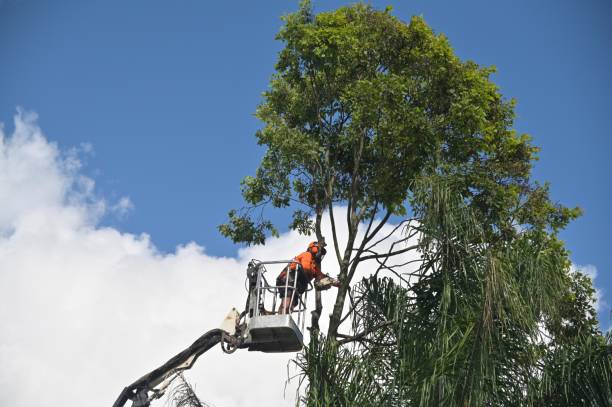 How Our Tree Care Process Works  in  Las Lomas, CA