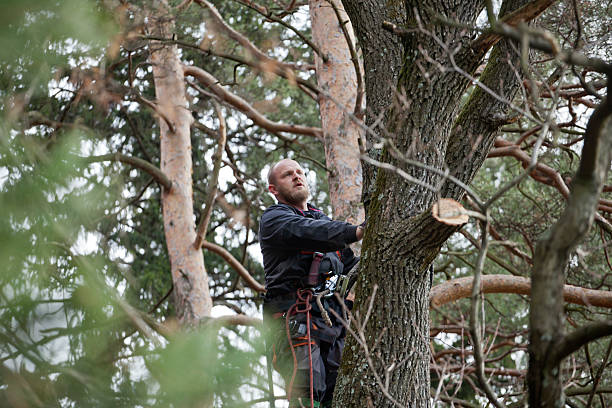 Best Arborist Consultation Services  in Las Lomas, CA