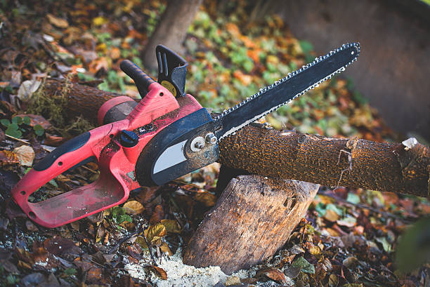 Best Tree Health Inspection  in Las Lomas, CA